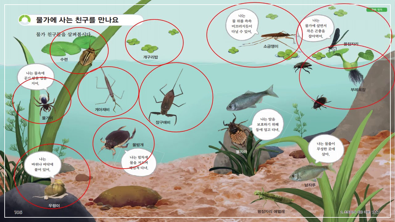 물에서 사는 곤충 수서곤충