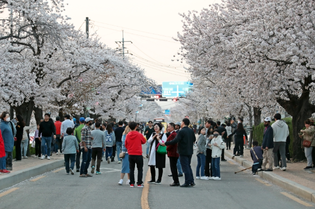 정읍 벚꽃 축제