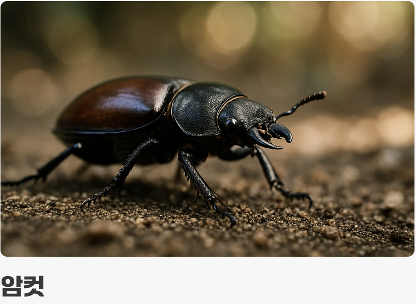 암수 구분과 짝짓기 팁