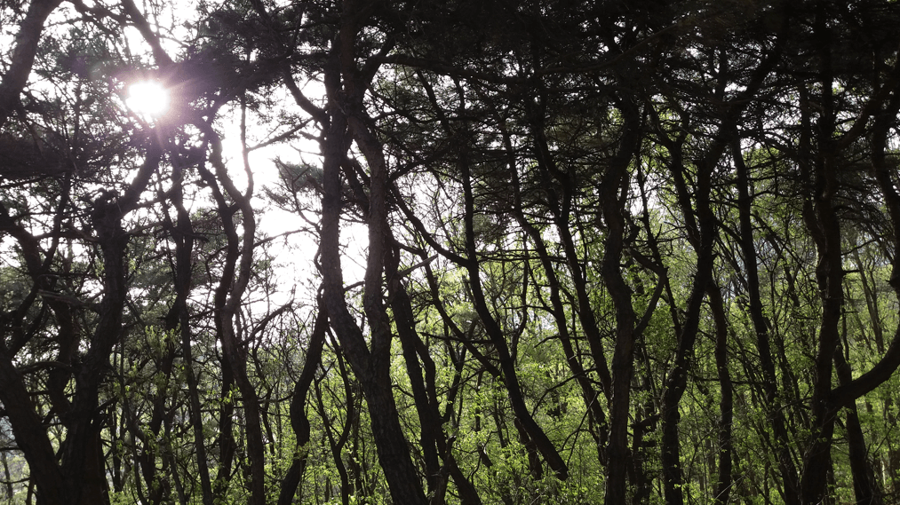 소나무숲 이미지