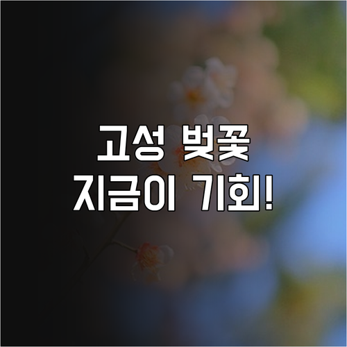 고성 벚꽃 개화 일정과 만개 시기별 ..