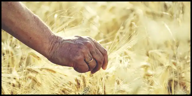 파로 곡물 효능 및 부작용과 먹는 법