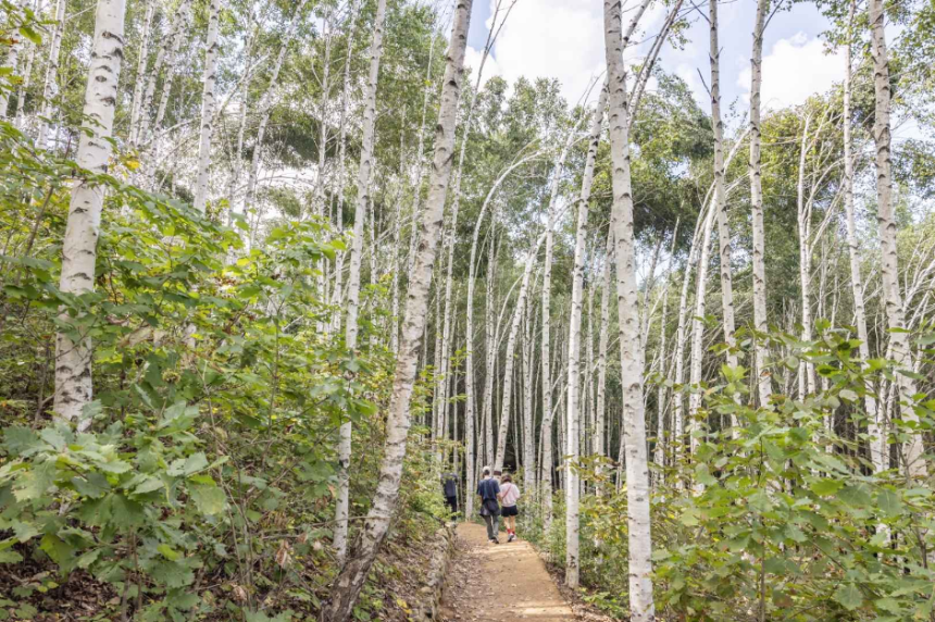 2025년 4월 국내 여행지 추천! 봄꽃과 함께 떠나는 최고의 여행지