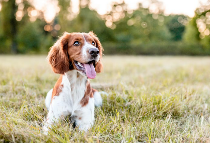 좋아 보이는 개.