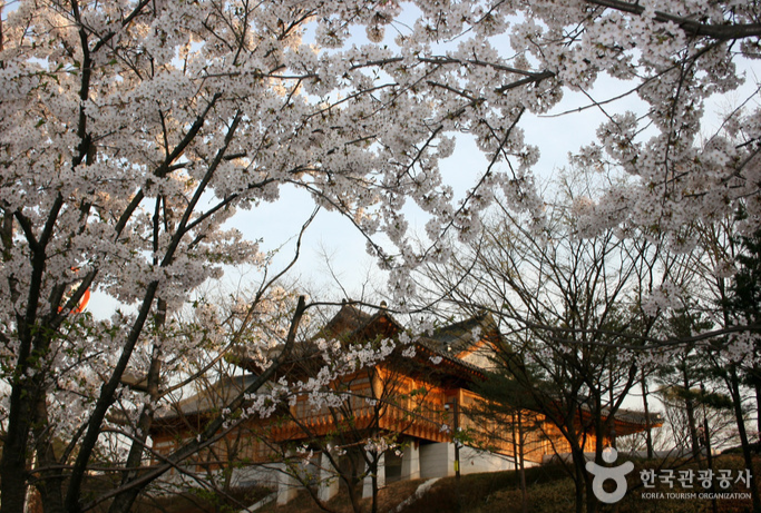 2025 벚꽃 개화시기