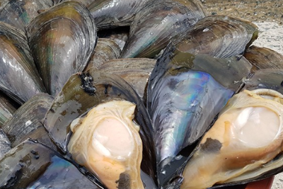 조개의 종류: 키조개