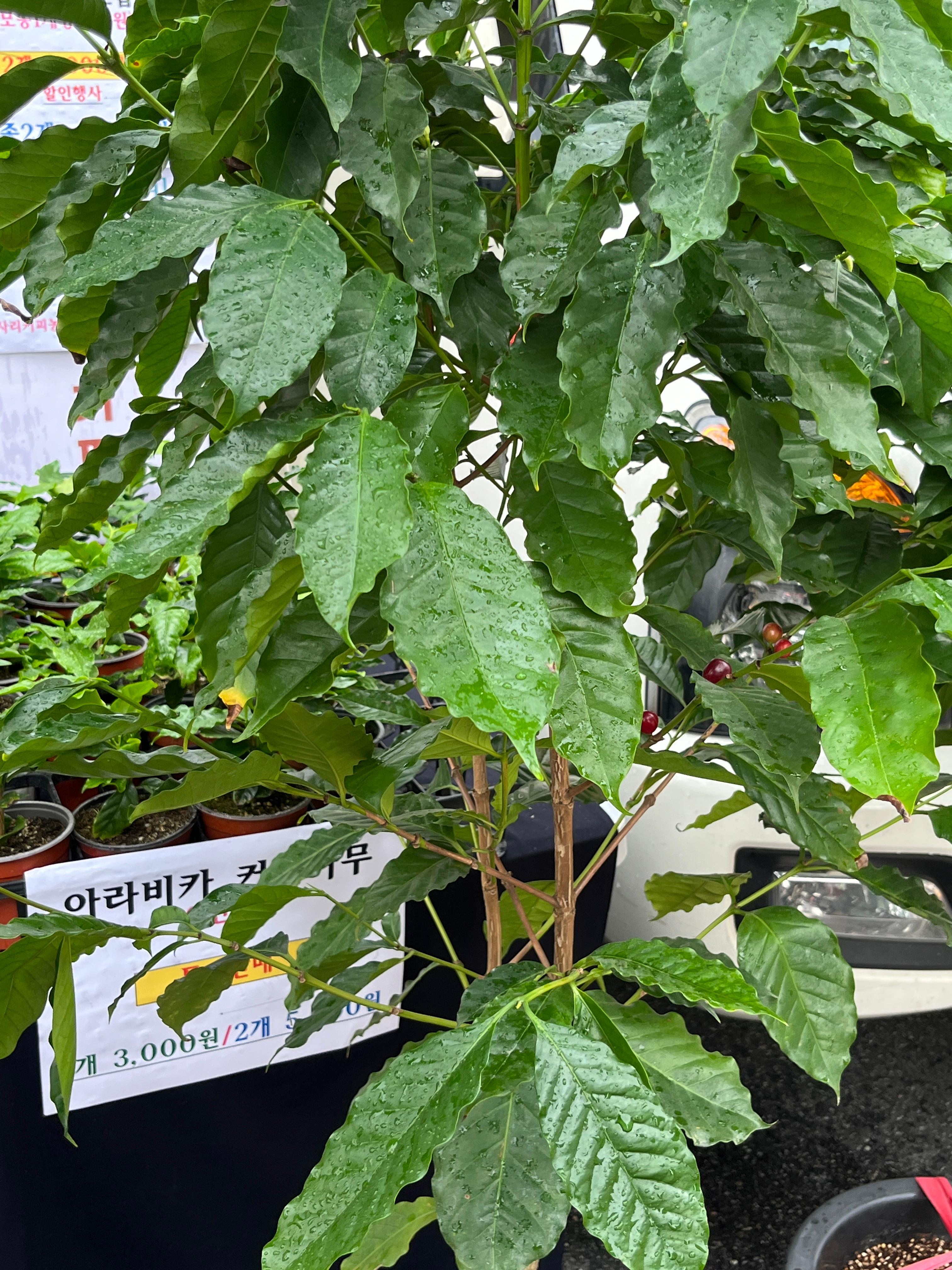 공릉숲길 커피축제