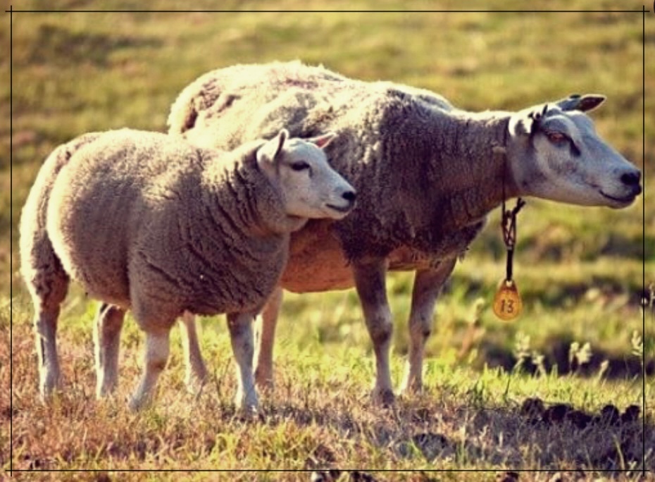 양태반의 놀라운 효능 알아보기