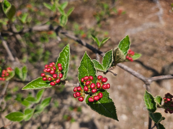 분꽃나무 꽃봉오리