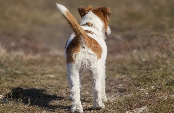 꼬리의 위치와 움직임