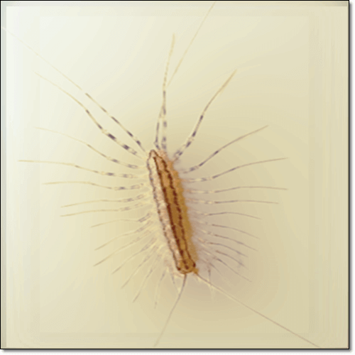 돈벌레 물림, 나오는 이유! 퇴치법