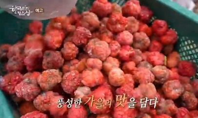 진안-꾸지뽕