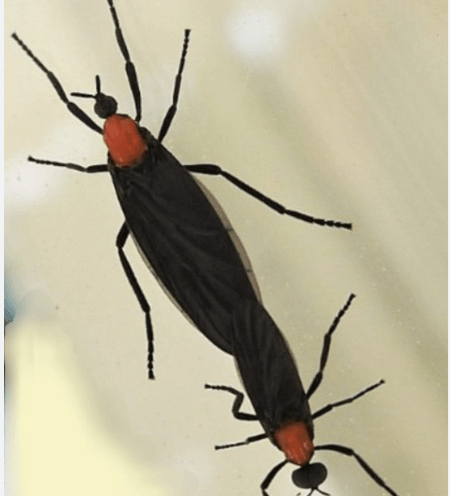 유리창에 붙은 러브버그 떼&amp;#44; 위생 우려를 부르는 실제 사진