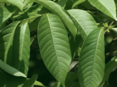 바나바잎 사진