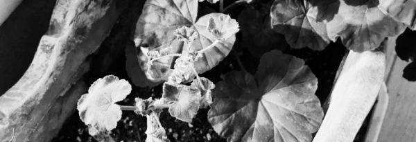 여름: 환기, 습도 관리 중요