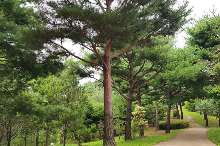 태안 안면도 수목원