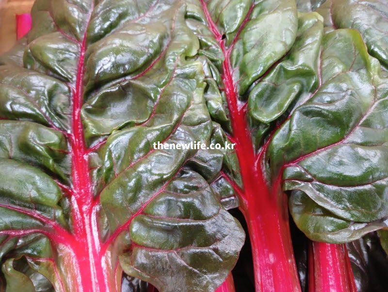 다이어트 식단에 좋은 저칼로리 고영양 채소인 신선한 적근대 잎과 붉은 줄기 실사진