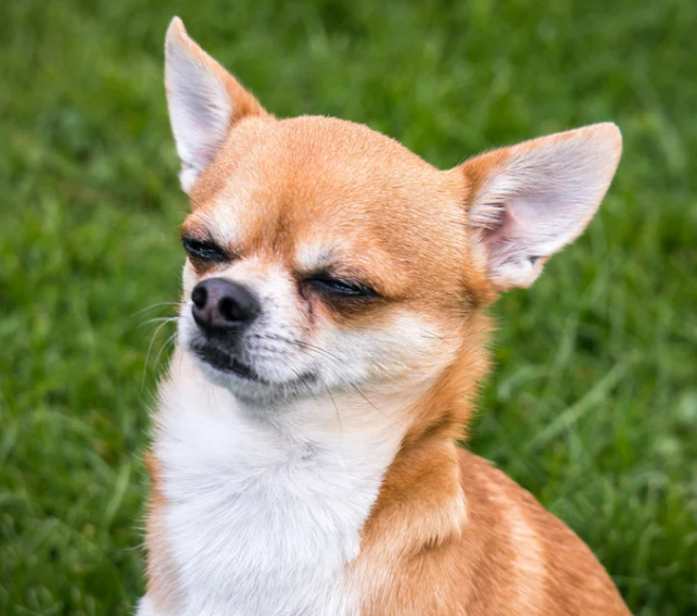 오래 사는 강아지 품종 TOP 7과 장수 비결