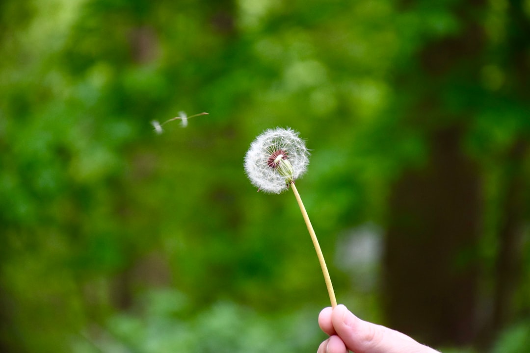 Wish