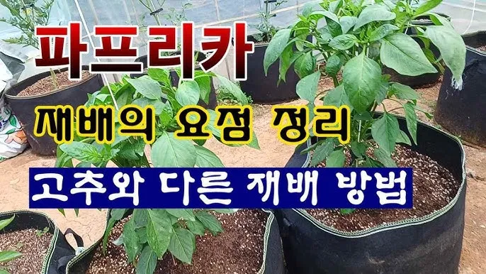 파프리카 재배 모종 선택 하우스 관리 착색 높이는법_5