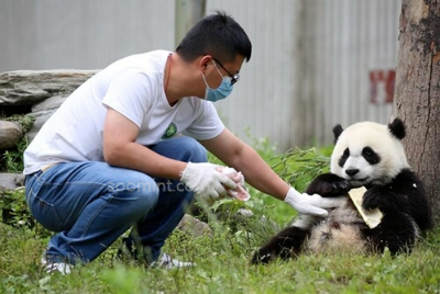 푸바오 중국 실시간 영상, 최근 소식