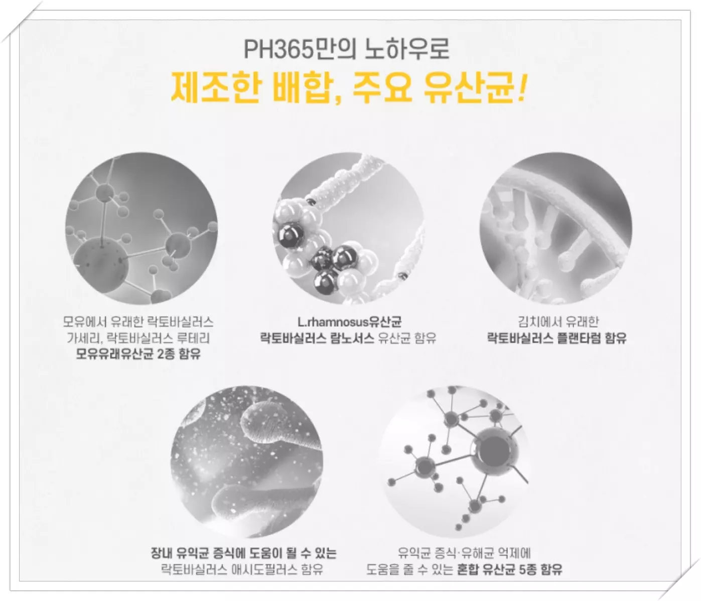 PH365 아기 유산균별 주요 효과