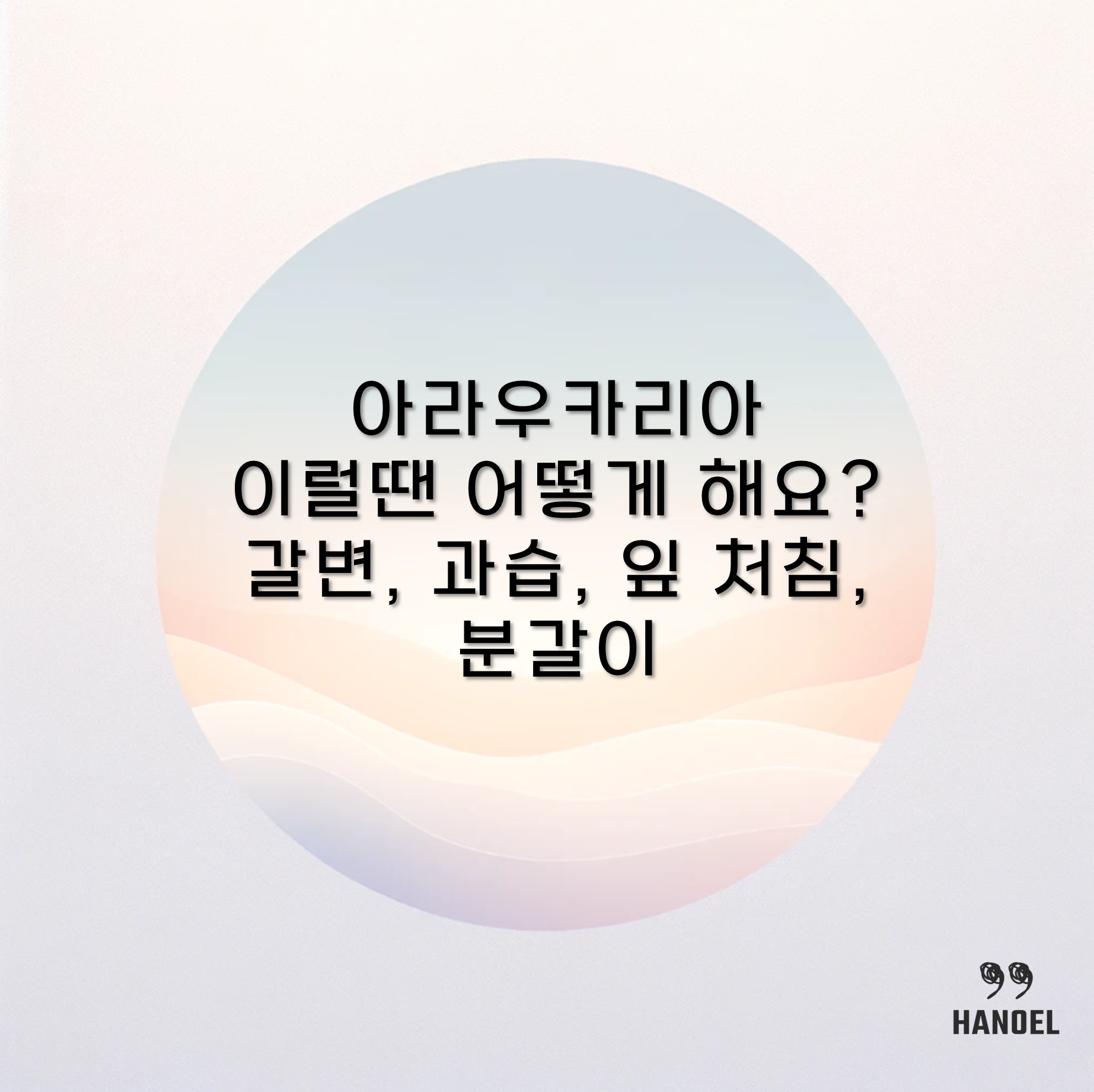 아라우카리아 이럴땐 어떻게 해요? 갈변, 과습, 잎 처침, 분갈이