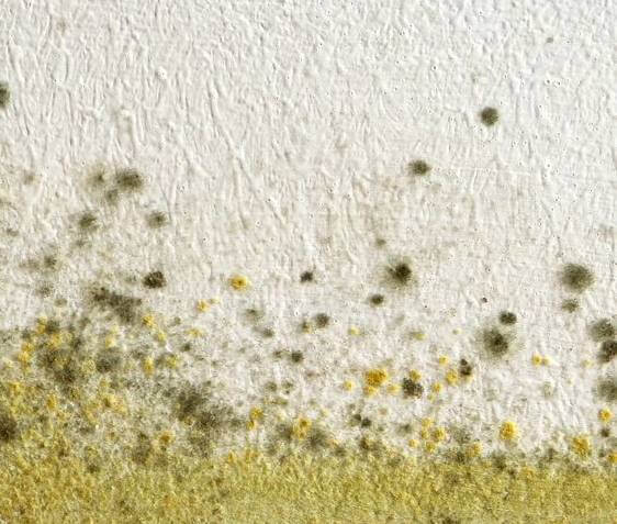 벽 곰팡이 (사진 : Pinterest)