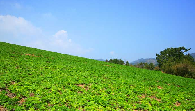 금오도방풍나물