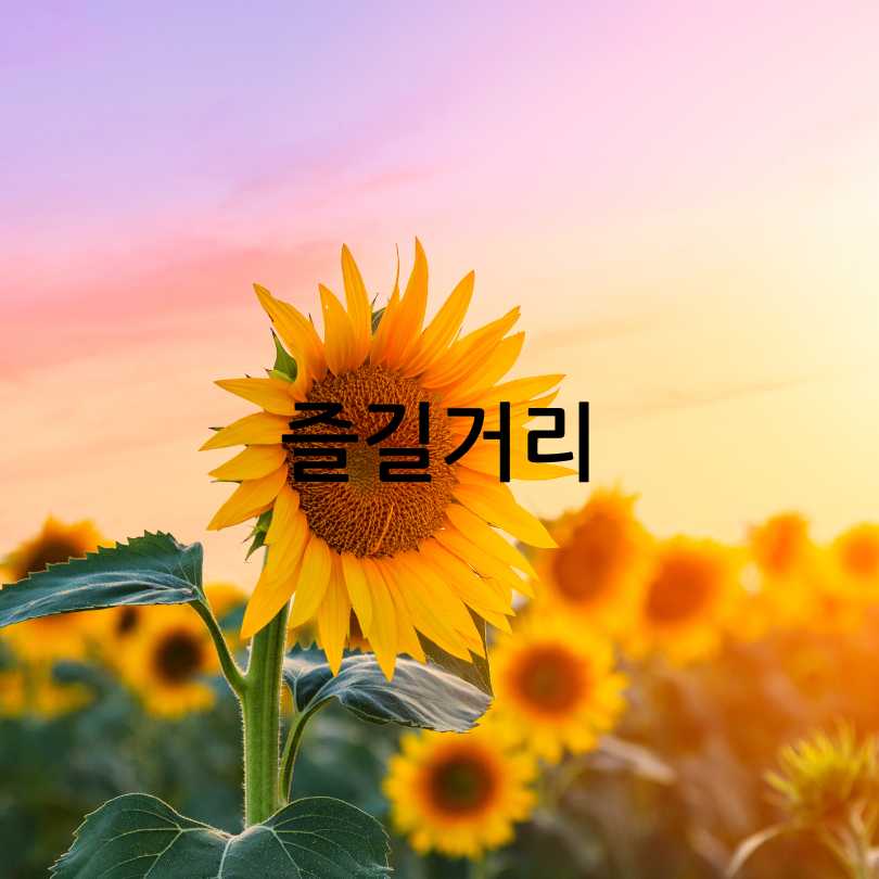 함안 강주해바라기축제 2025