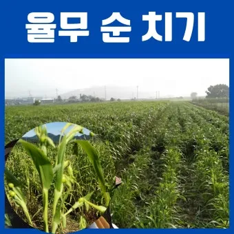 율무 재배 배수로 확보 여름 장마 대비 건조 수확_11