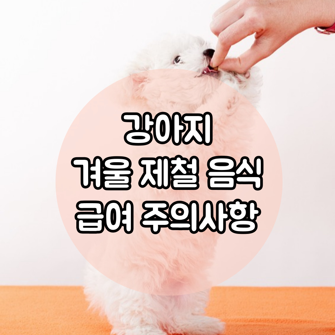 강아지 사진