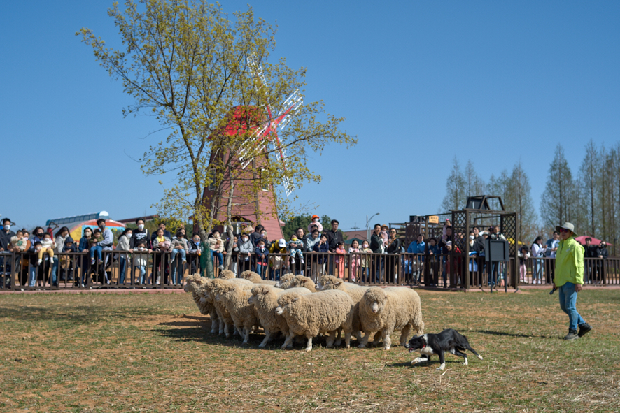양 떼 몰이 공연