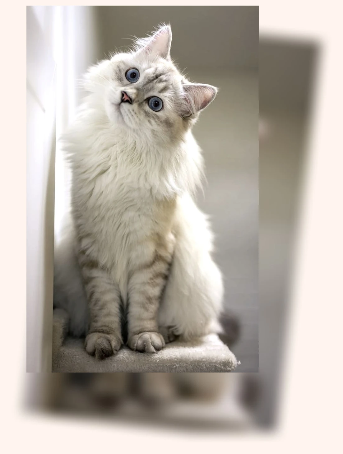 고양이 스크래쳐_3_subsection