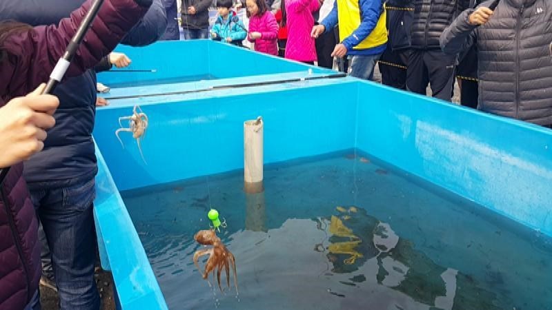 서천 동백꽃 주꾸미 축제