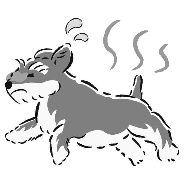 강아지 여름철 열사병 예방법! 우리 아이 안전하게 지키는 꿀팁