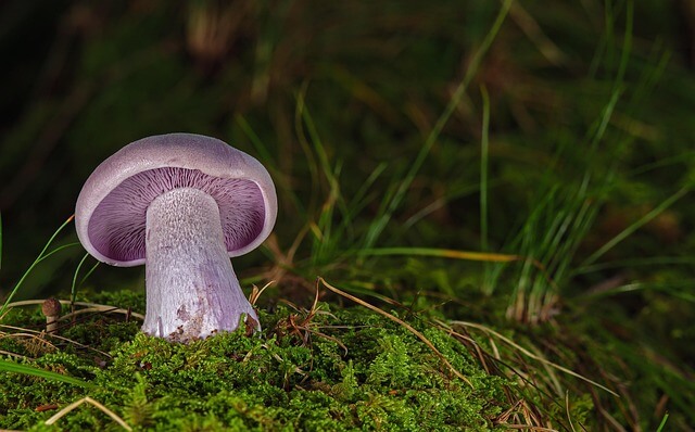 임업직불금 신청을 위한 영림일지 양식