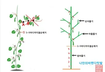 순지르기 기초 측지유도 키작게유지 공간효율 관리 팁_2