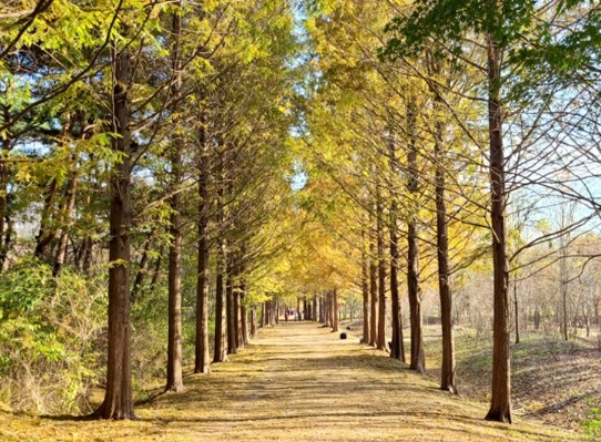 가을에 꼭 가봐야 명소 인천대공원 메타세쿼이아길