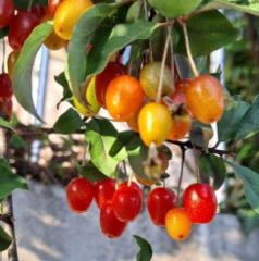 보리수 열매 효능