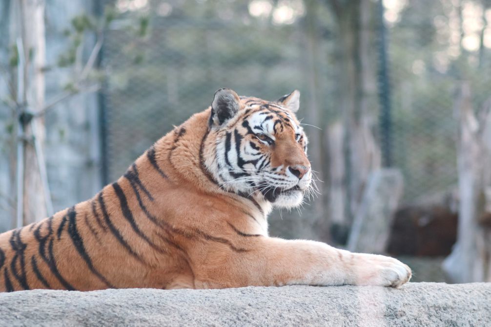 청주랜드동물원