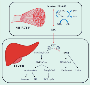 단백질의_근육_합성