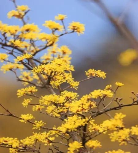 구례 산수유축제_24