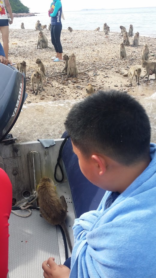 태국파타야원숭이섬