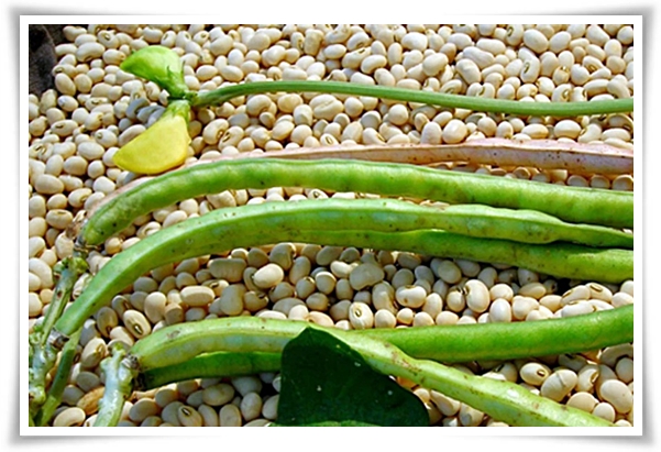 텃밭 "5월, 동부콩 심으세요!" 텃밭의 숨은 보석 알고보면 매력 덩어리!