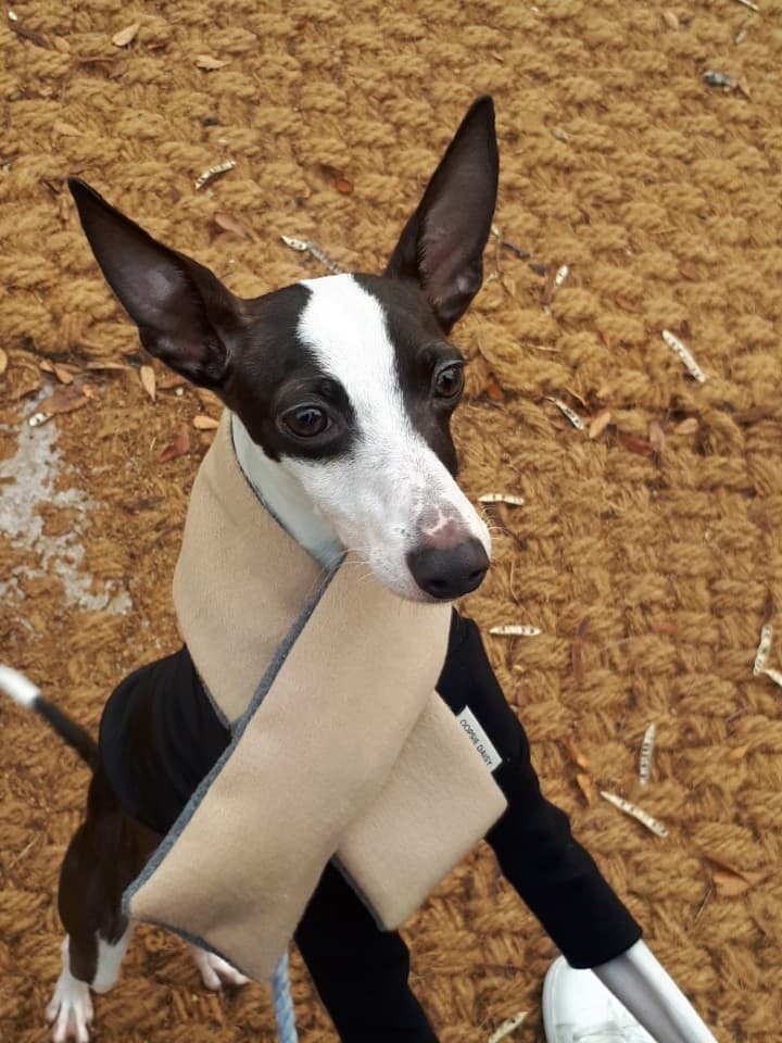 강아지의 언어: 꼬리와 몸짓으로 말하는 비언어적 신호 이해하기