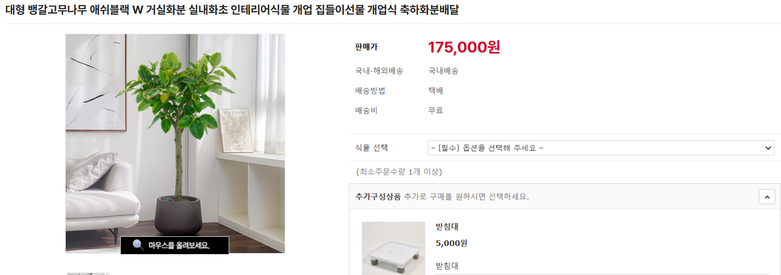 고무나무 가지치기 및 물 주는 법 (+ 키우기 번식 종류 잎이 누렇게)