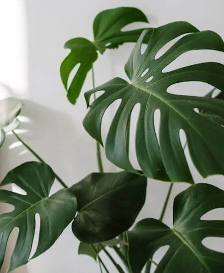 몬스테라-(Monstera deliciosa)