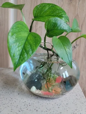 구피 키우기와 건강하게 번식시키는 팁_12