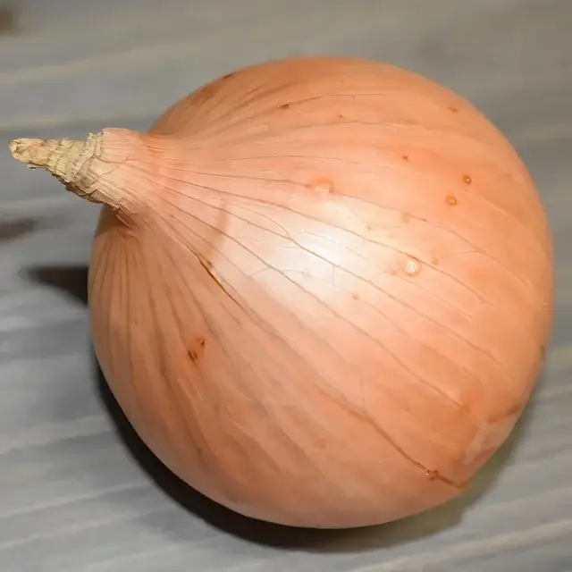 양파 심는 시기